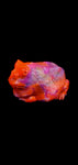 Mini Pacman Frog Squishy