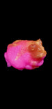 Mini Pacman Frog Squishy